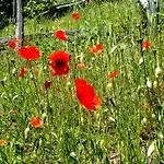Bed & Breakfast Cascina Ciosse 3*