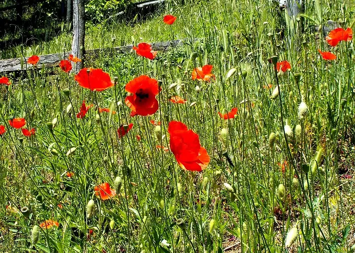Bed & Breakfast Cascina Ciosse 3*